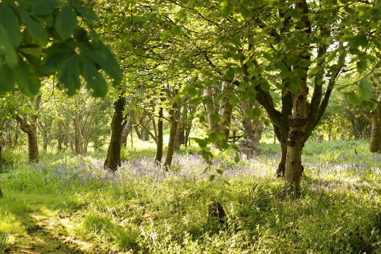 مبيت وإفطار بارنستابل Holwell Holistic Retreat المظهر الخارجي الصورة